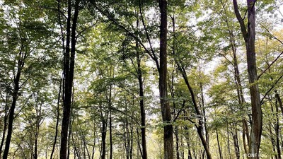 thumb foret Saverne