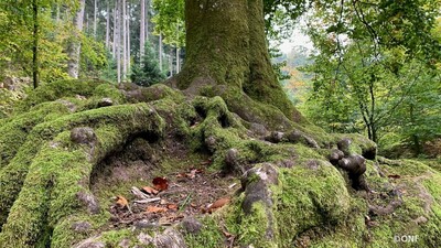thumb foret Saverne massif du Kreutzwald